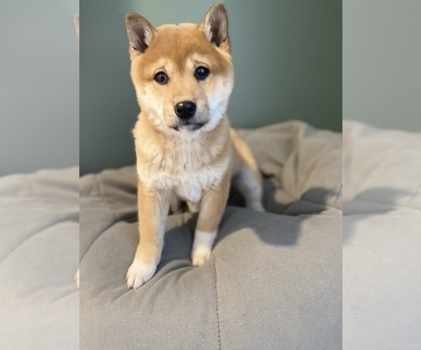 Medium Photo #2 Shiba Inu Puppy For Sale in MONETT, MO, USA