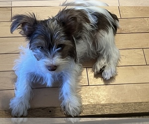 Yorkshire Terrier Puppy for sale in PORT CRANE, NY, USA