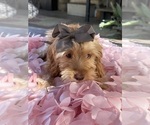 Small Photo #43 Goldendoodle mix (+ Poodle Miniature) Puppy For Sale in MENIFEE, CA, USA