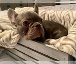Small Photo #3 French Bulldog Puppy For Sale in BELLEVIEW, FL, USA