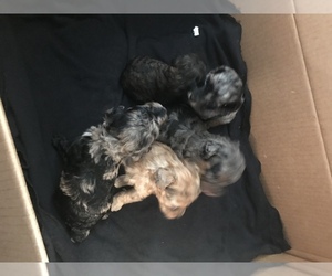 Poodle (Toy) Puppy for sale in SALISBURY, NC, USA