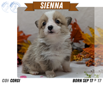 Puppy Sienna Pembroke Welsh Corgi