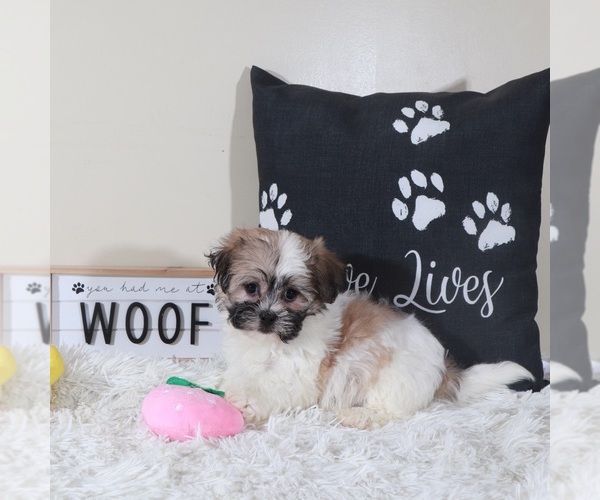 Medium Photo #3 Zuchon Puppy For Sale in MOUNT VERNON, OH, USA