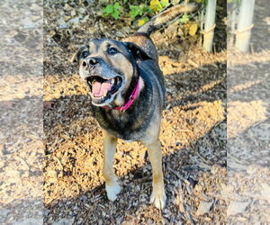 Gilbert - Male Mutt Dog for Adoption - Photo #3