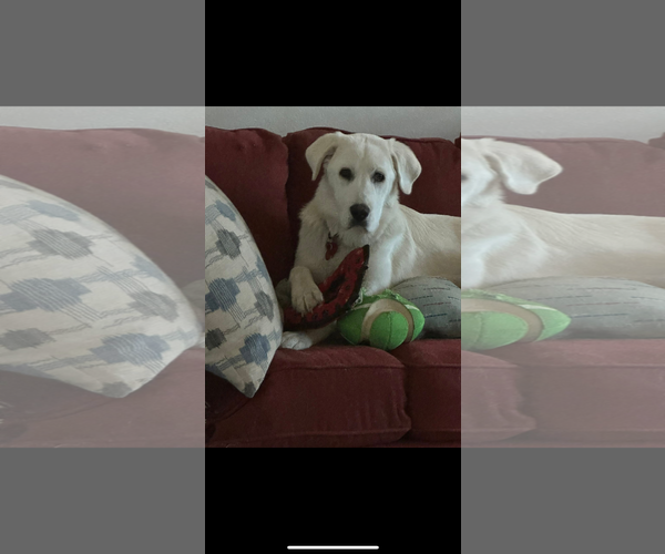 Medium Photo #9 Akbash-Great Pyrenees Mix Puppy For Sale in Spring, TX, USA