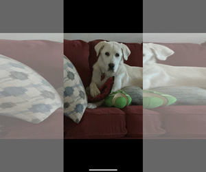 Colette - Female Akbash-Great Pyrenees Mix Dog for Adoption - Photo #9