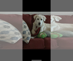 Small #8 Akbash-Great Pyrenees Mix
