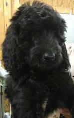 Goldendoodle Puppy for sale in SPARTA, NC, USA