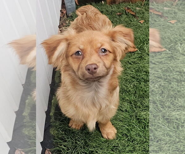 Medium Photo #3 Shiranian Puppy For Sale in Oakhurst, NJ, USA