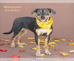 Small #1 American Pit Bull Terrier Mix