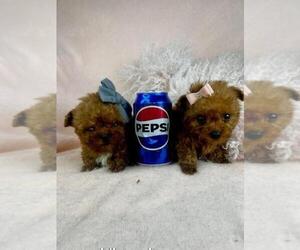Medium Poodle (Toy)