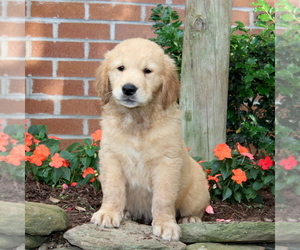 Golden Retriever Puppy for sale in NEW PROVIDENCE, PA, USA