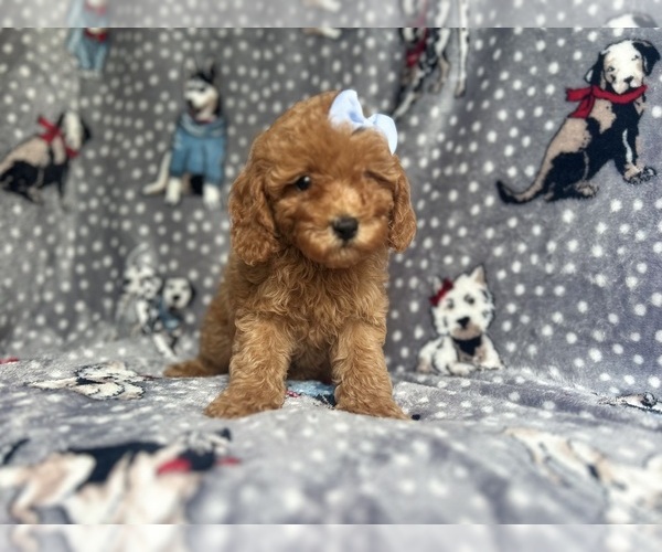 Medium Photo #4 Cavapoo Puppy For Sale in LAKELAND, FL, USA