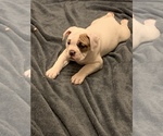 Small Photo #9 Olde English Bulldogge Puppy For Sale in ROCHESTER, NY, USA