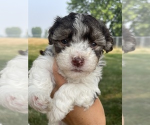 Havanese Puppy for sale in STOUGHTON, WI, USA
