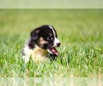 Small #1 Pembroke Welsh Corgi
