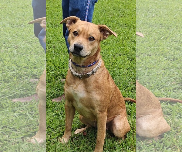 Medium Photo #7 Labrador Retriever-Unknown Mix Puppy For Sale in Talladega, AL, USA