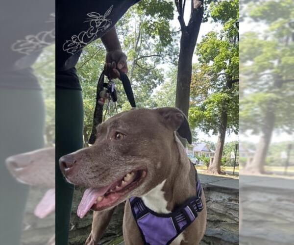 Medium Photo #4 American Pit Bull Terrier Puppy For Sale in Derwood, MD, USA