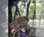 Small #3 American Pit Bull Terrier