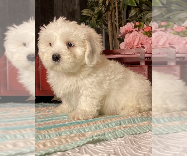 Medium Photo #2 Havaton Puppy For Sale in CANOGA, NY, USA