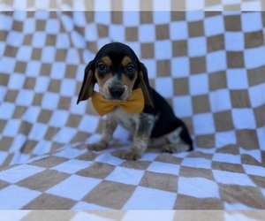 Beagle Puppy for sale in LAKELAND, FL, USA