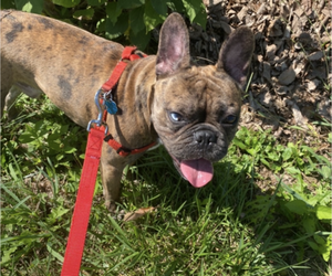 Father of the Faux Frenchbo Bulldog puppies born on 03/01/2025
