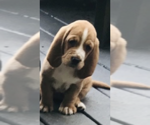 Basset Hound Puppy for sale in GOODSPRING, TN, USA