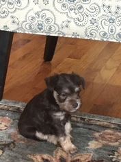 Schnauzer (Miniature) Puppy for sale in CARROLLTON, TX, USA