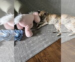 Small Photo #3 Akita-Unknown Mix Puppy For Sale in Brewster, NY, USA