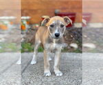 Small #8 Mutt