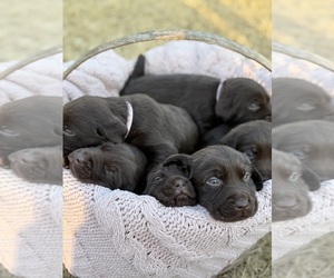 Labrador Retriever Puppy for Sale in WATKINSVILLE, Georgia USA