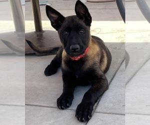 Belgian Malinois Puppy for sale in PLACENTIA, CA, USA