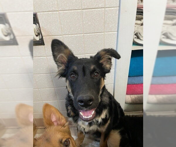 Medium Photo #1 German Shepherd Dog Puppy For Sale in Kansas City, MO, USA