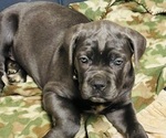 Puppy Fang Cane Corso