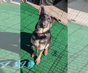 German Shepherd Dog Dogs for adoption in Kansas City, MO, USA