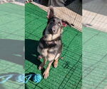 Small German Shepherd Dog