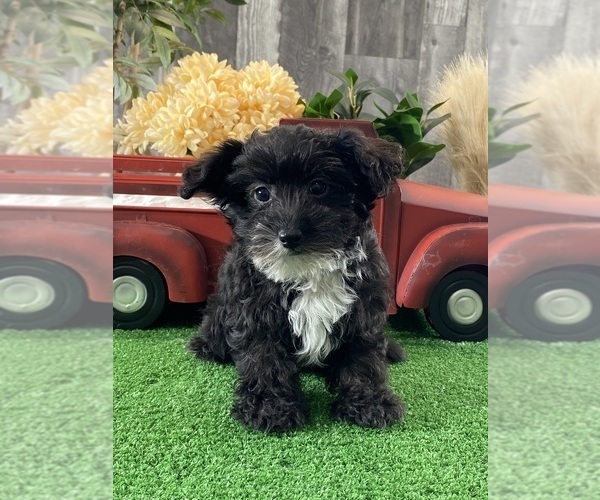 Medium Photo #1 Yorkipoo Puppy For Sale in CANOGA, NY, USA