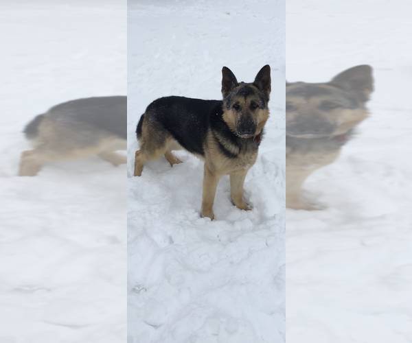 Medium Photo #7 German Shepherd Dog Puppy For Sale in SPRINGFIELD, IL, USA