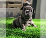 Puppy Lola French Bulldog