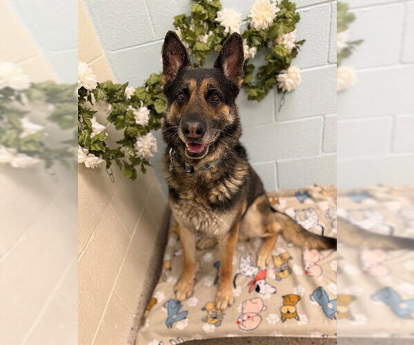 Medium Photo #1 German Shepherd Dog Puppy For Sale in Brighton, CO, USA