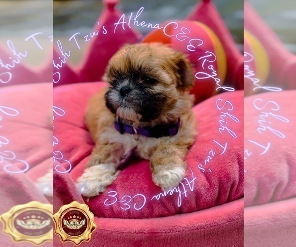 Medium Photo #2 Shih Tzu Puppy For Sale in ATHENS, GA, USA