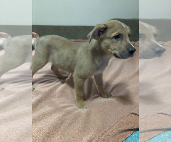 Medium Photo #2 Shepradors Puppy For Sale in McKinney, TX, USA