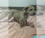 Small #1 Shepradors