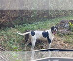 Small #2 Mutt