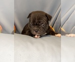 Small #2 Faux Frenchbo Bulldog