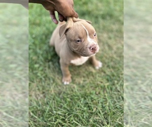 American Bully Puppy for sale in FT WAYNE, IN, USA