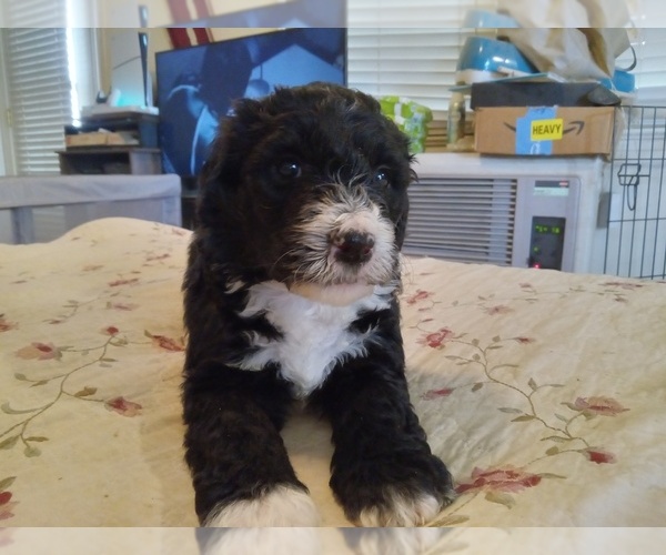Medium Photo #1 Sheepadoodle Puppy For Sale in WARSAW, VA, USA