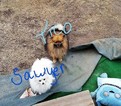 Small Photo #1 Pomeranian Puppy For Sale in OCHELATA, OK, USA
