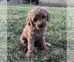 Puppy Honey Goldendoodle (Miniature)