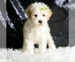 Small Photo #8 Maltipoo (Miniature) Puppy For Sale in WARSAW, IN, USA
